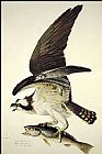 John James Audubon Canvas Paintings - Osprey